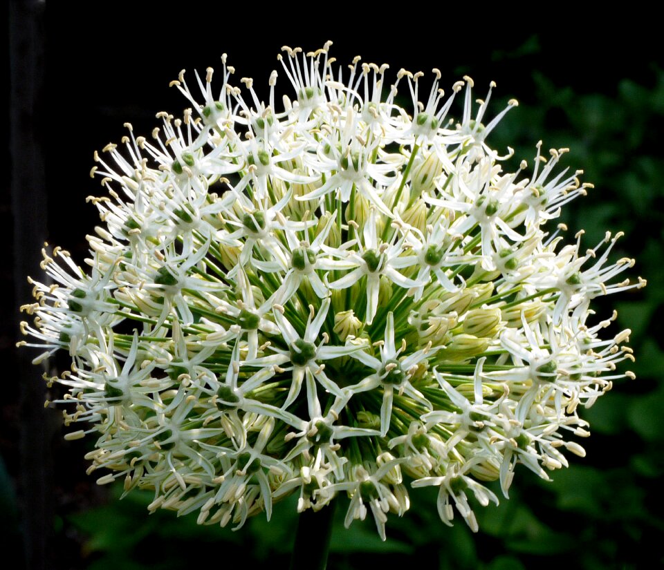 Bud flower ball white