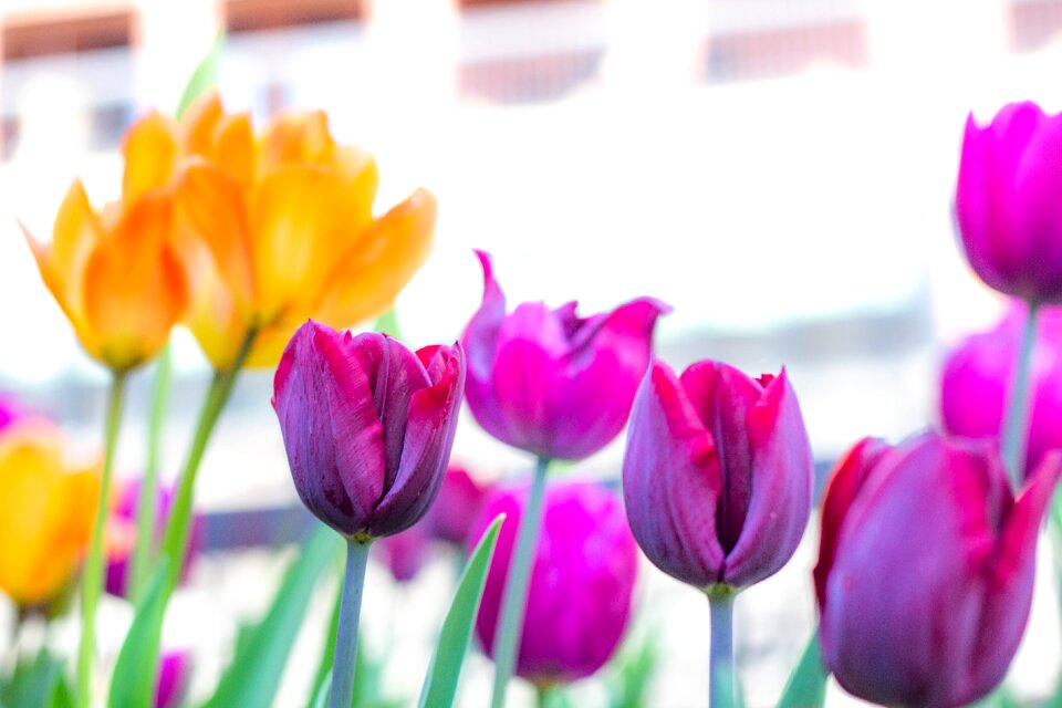 Flower flora bright