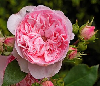 Pink filled bud photo