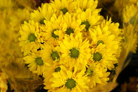 Bloom yellow bouquet photo