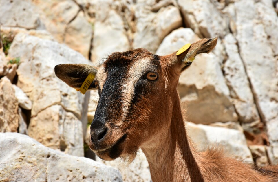 Animals goats nature