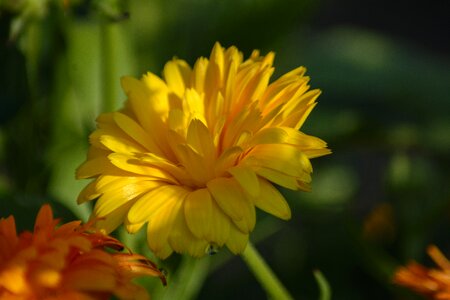 Flower close up medicinal plant