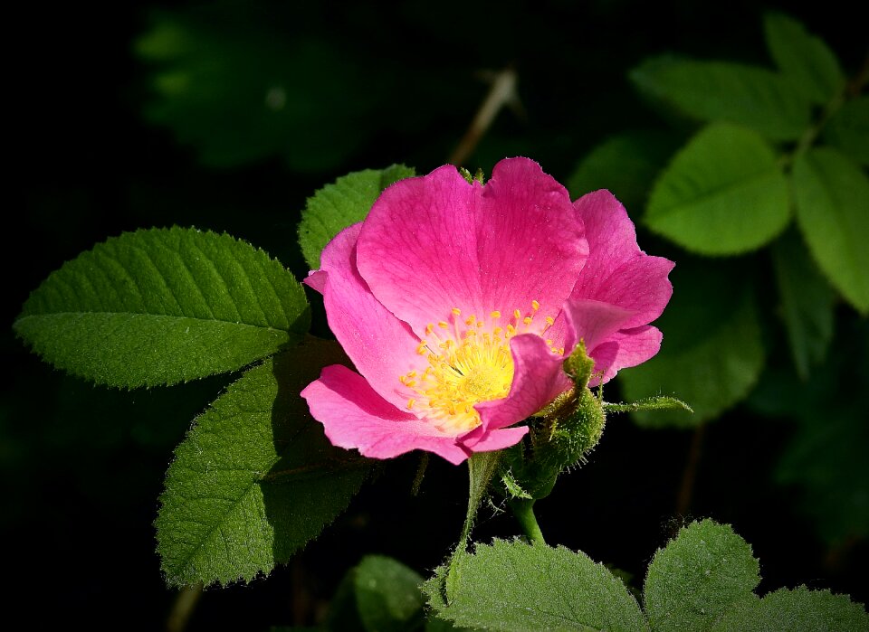 Flower nature rose petals