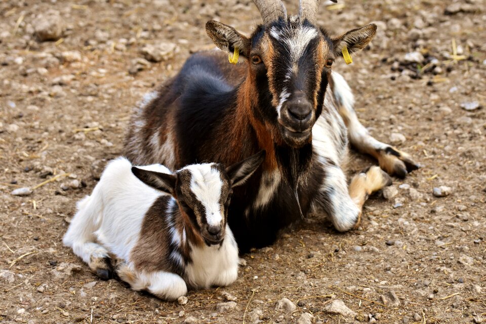 Young animal cute small