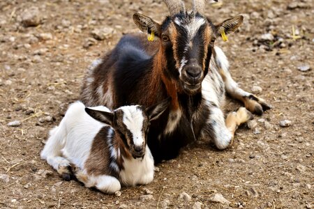 Young animal cute small