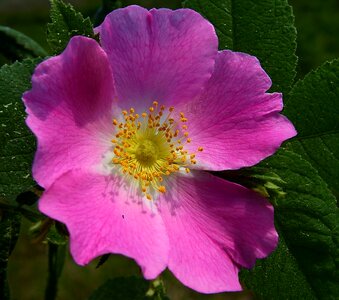Wild rose bush plant