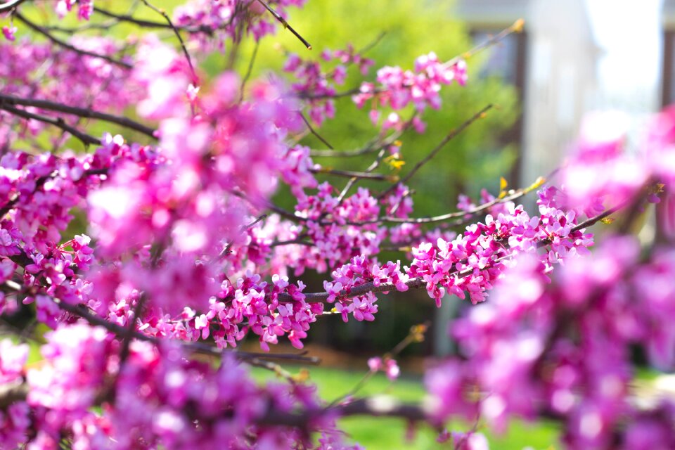 Flora season blooming