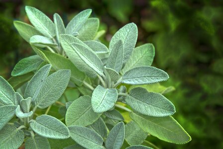 Garden plant aroma garden
