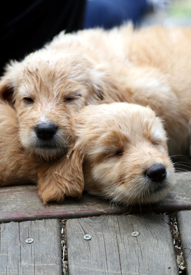 Puppy pet pup