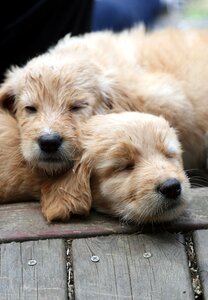 Puppy pet pup photo