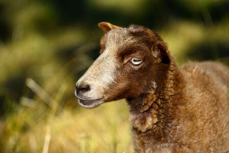 Ruminant even-toed lamb photo