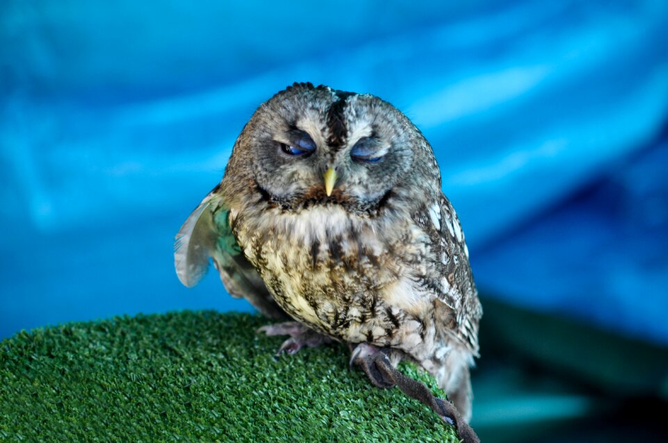 Bird nature animal