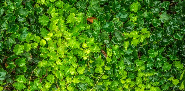 Plants the leaves green