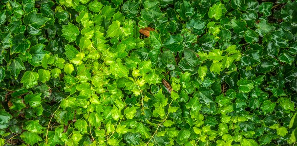 Plants the leaves green photo