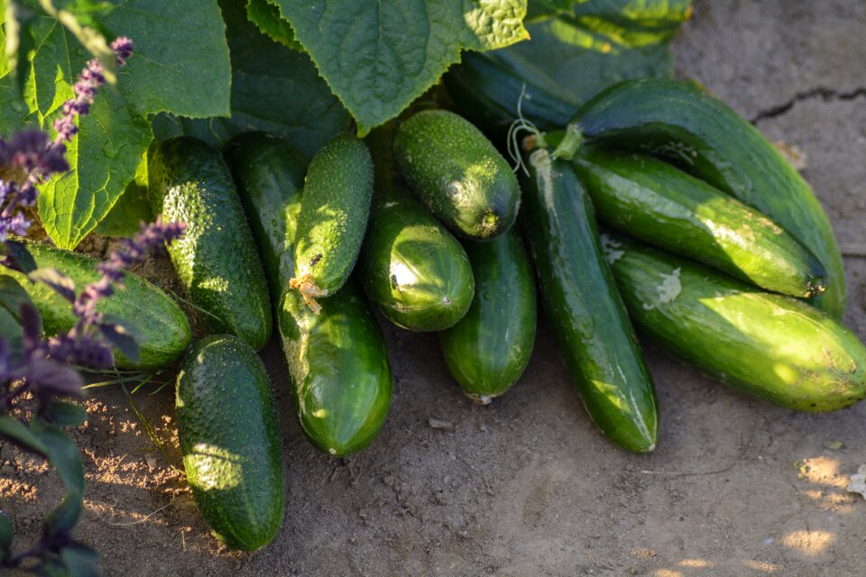 Healthy vegetables harvest