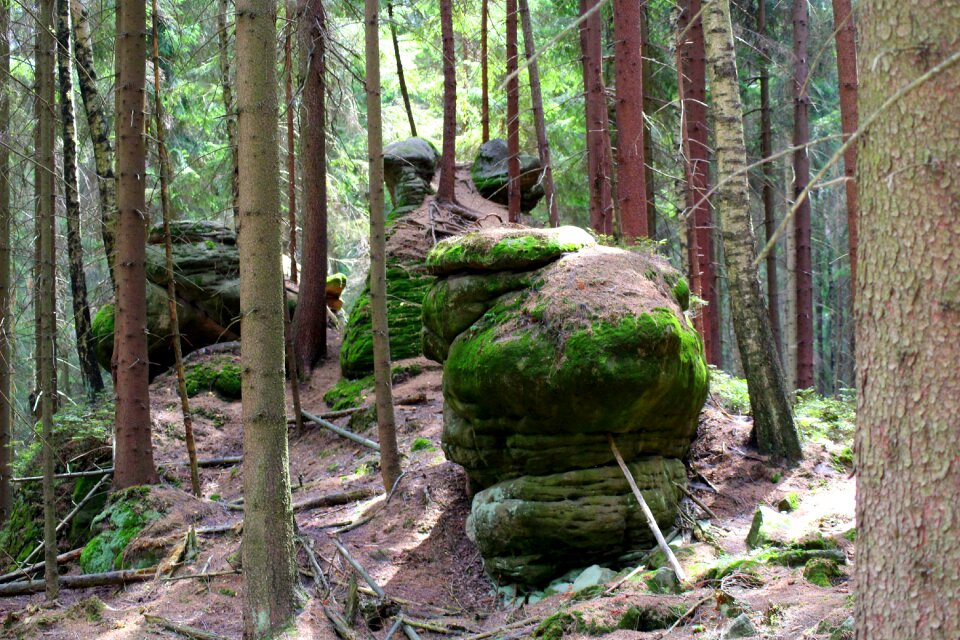 Moss landscape tree