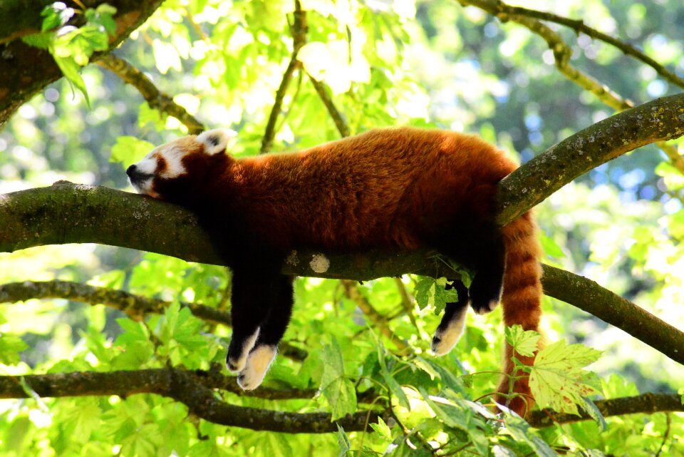Red fur fluffy wild