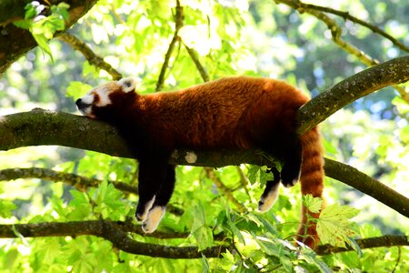 Red fur fluffy wild photo