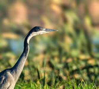 Nature animal blue photo