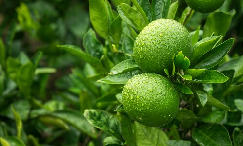 Vitamin fresh citrus