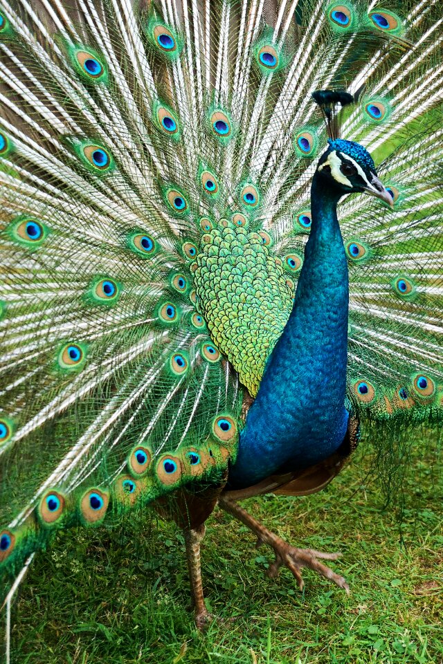 Animal feather plumage