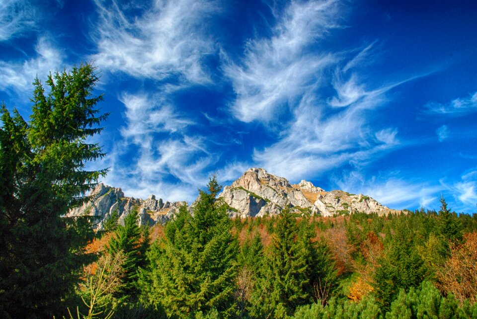 Trees mood foliage