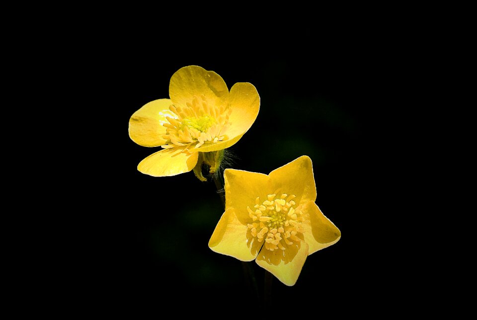 Your marigolds flowers wildflowers spring