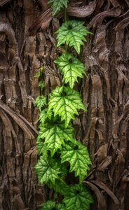 Plants the leaves green
