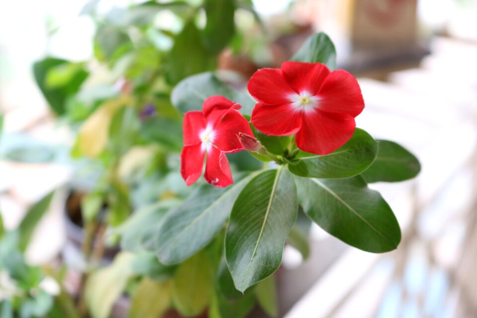 Flower leaves bud