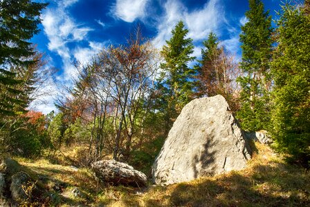 Trees mood foliage