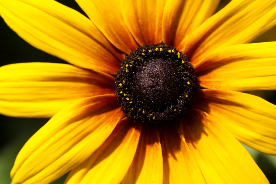 Macro flower garden flower