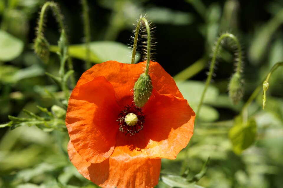 Poppy flower nature mohngewaechs