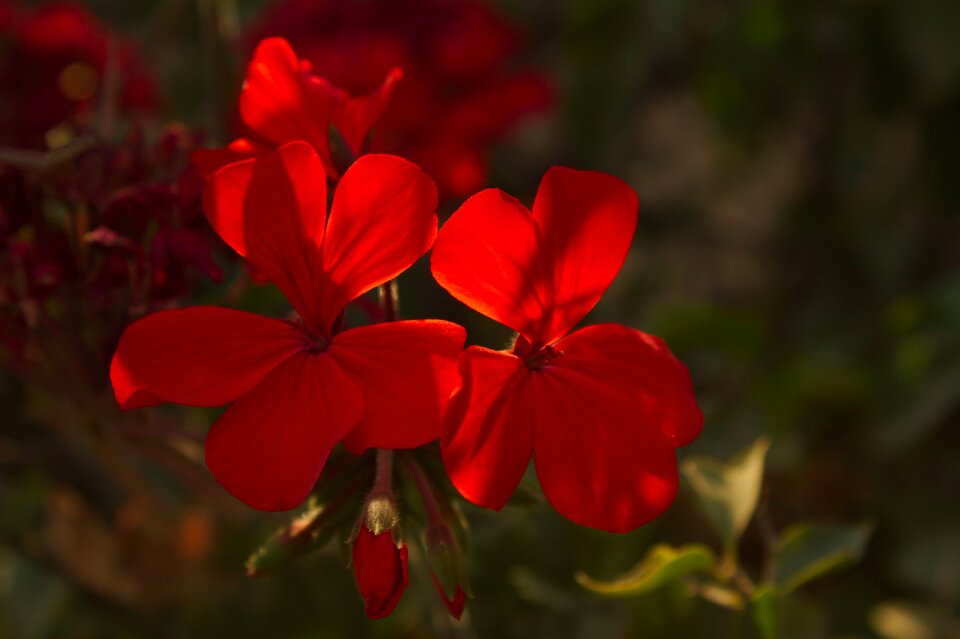 Plant summer flower