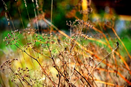 Trees mood foliage photo