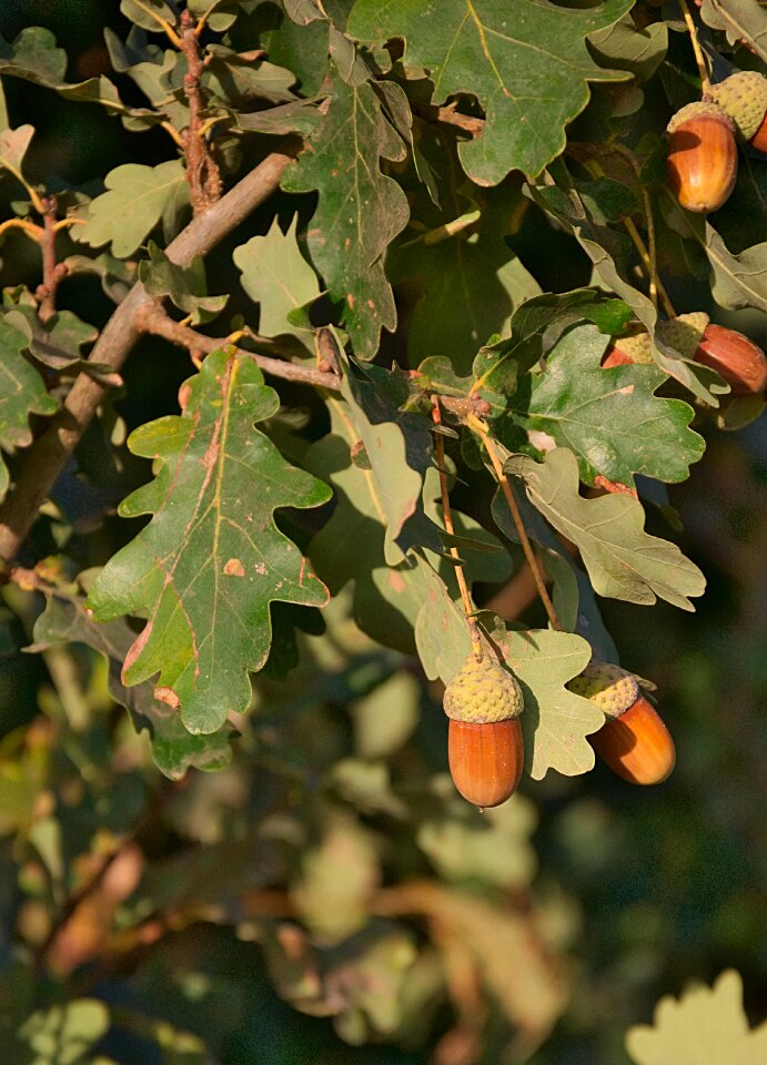 Branch oak fruit oak leaves