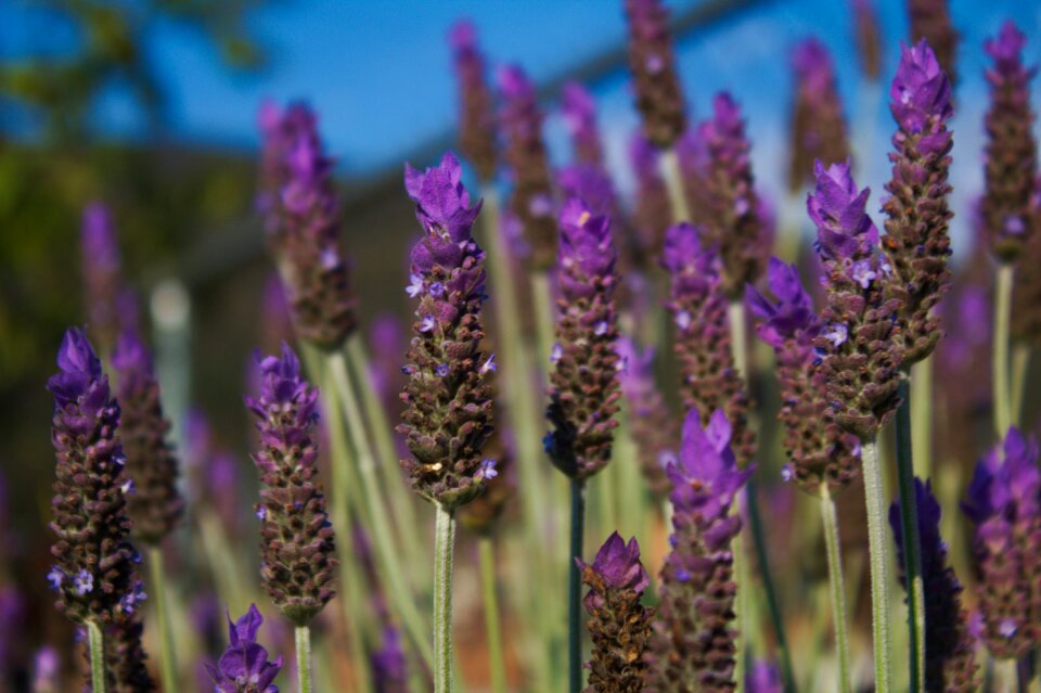 Purple plant violet photo