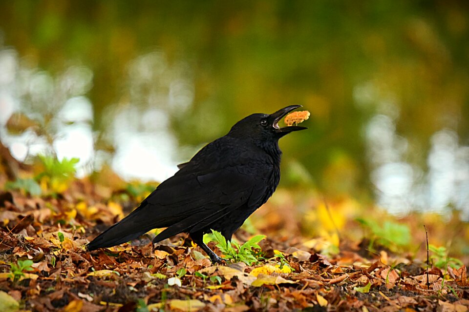 Feeding feather beak