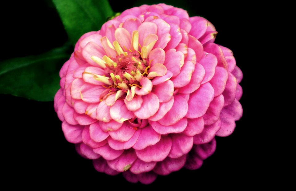 Nature closeup blooming