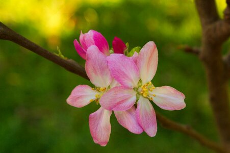 Flower tree apple