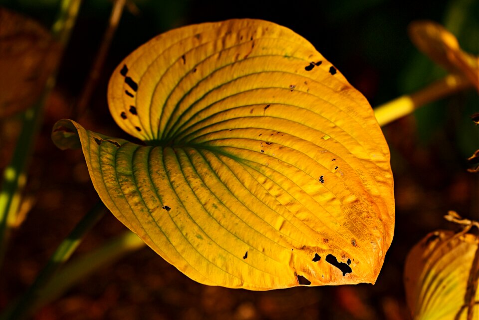 Pattern garden decay