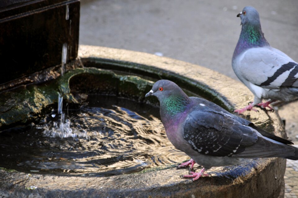 Pigeons fontanella italy