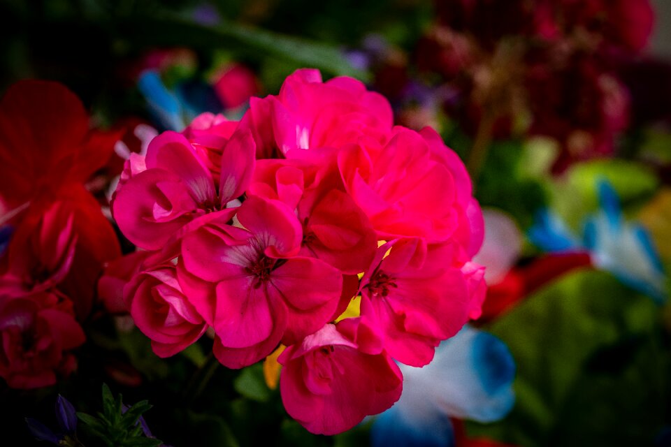 Spring garden blossom