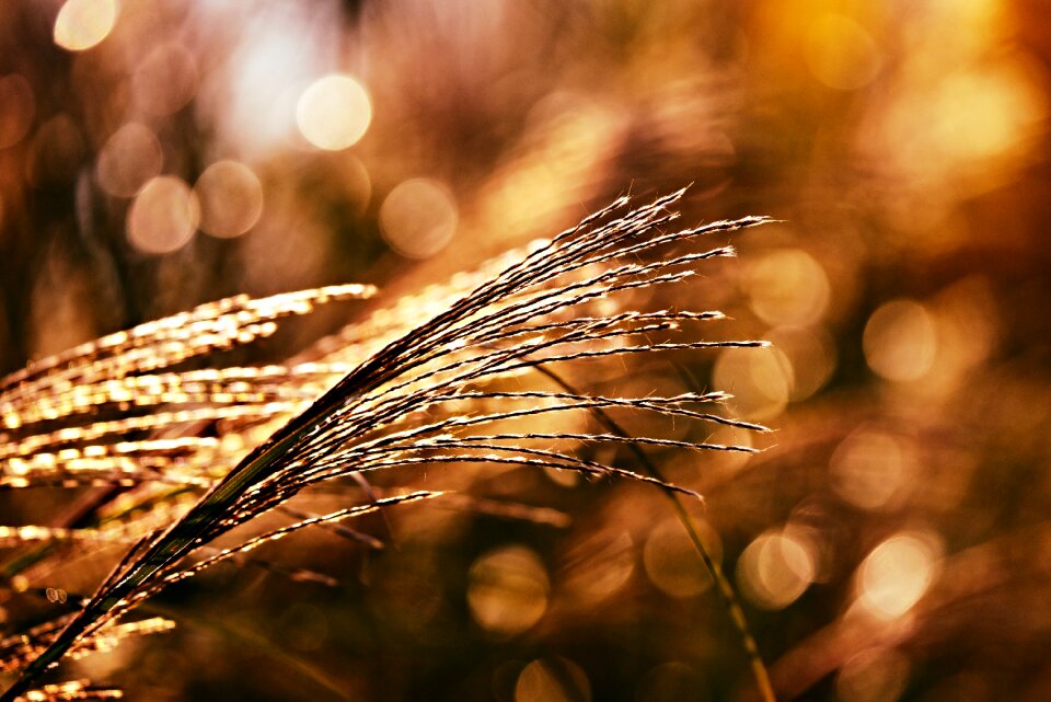 Plant garden sunlight