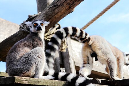 Cute animal world zoo