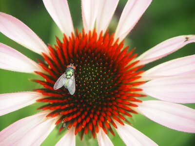 Fly insect flower