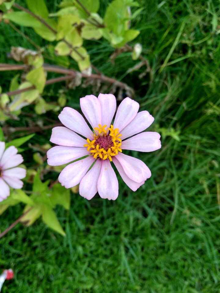 Nature plant florence