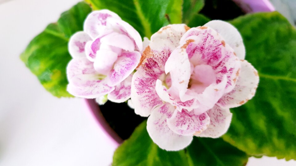 Plant bloom nature