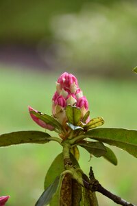 Leaf rhododendron pink