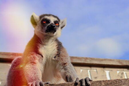 Cute animal world zoo