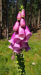 Flower botany nature
